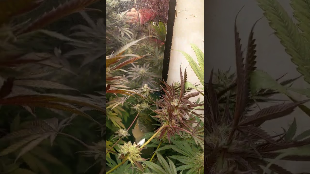 day 48 flower. animal mints X starfighter runtz
