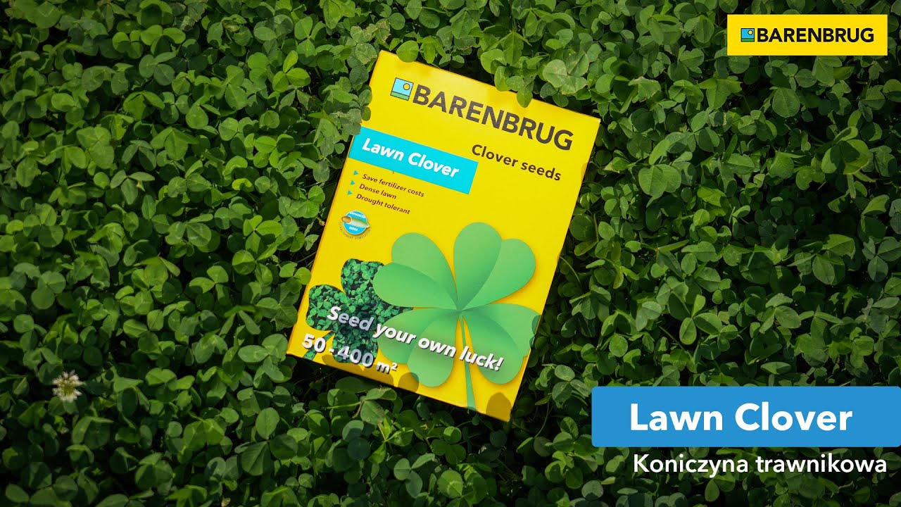 Lawn Clover - koniczyna drobnolistna na trawnik Barenbrug