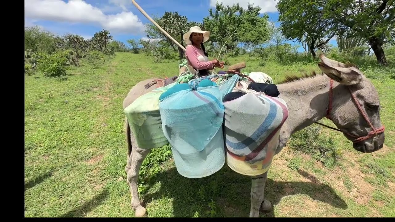 PITAYAS EN ILAMACINGO PUEBLA / LOS PARAJES
