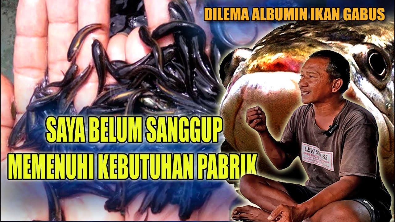 BONGKAR ilmu & Trik budidaya ternak gabus kolam terpal di CIKARANG