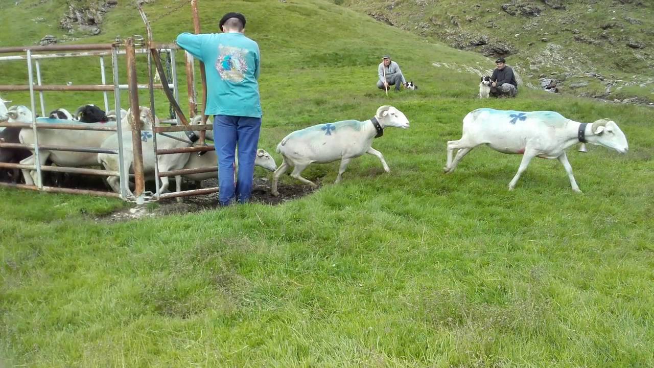 Tarasconnaise en Pays Toy