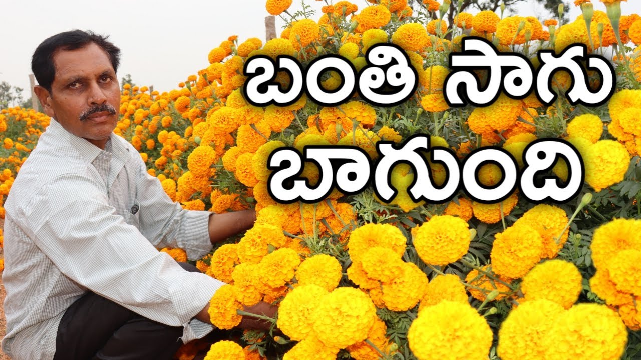 రెండెకరాల్లో బంతి పూలు పండించాను | Marigold Flower Farming | రైతు బడి