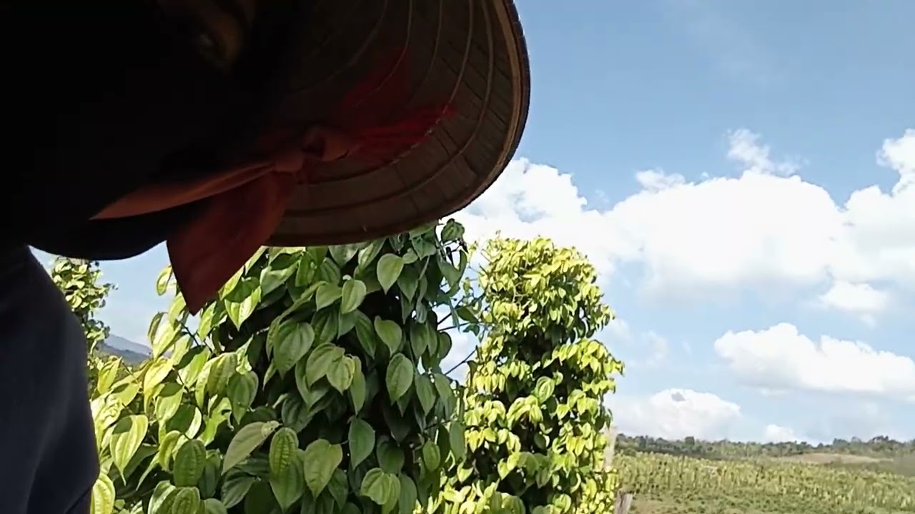Tiêu tùng linh chín trễ hơn Vĩnh linh
