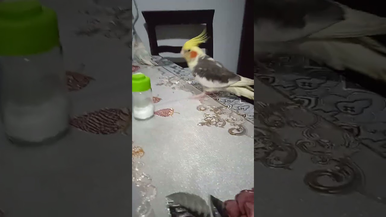 Aha gene ben geldim kimle geldim çapkınmla 🦜😊