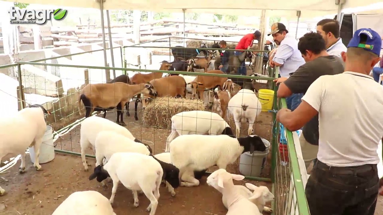Importante evento Ovino Caprino en Guatemala