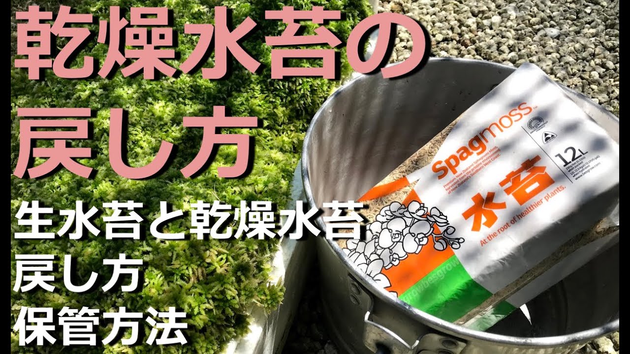 【乾燥水苔の戻し方】生水苔と乾燥水苔、ニュージーランドの乾燥水苔の戻し方、保管、保存方法について【万年青の豊明園】【How to Rehydrate  Sphagnum Moss】