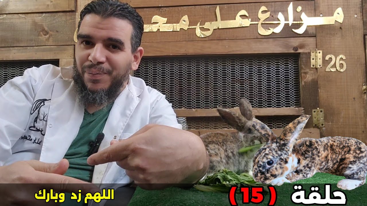 سلسلة ارانب علي محمدين تسمين الخلفة بجانب الامهات ورعايتها  حلقة (15)