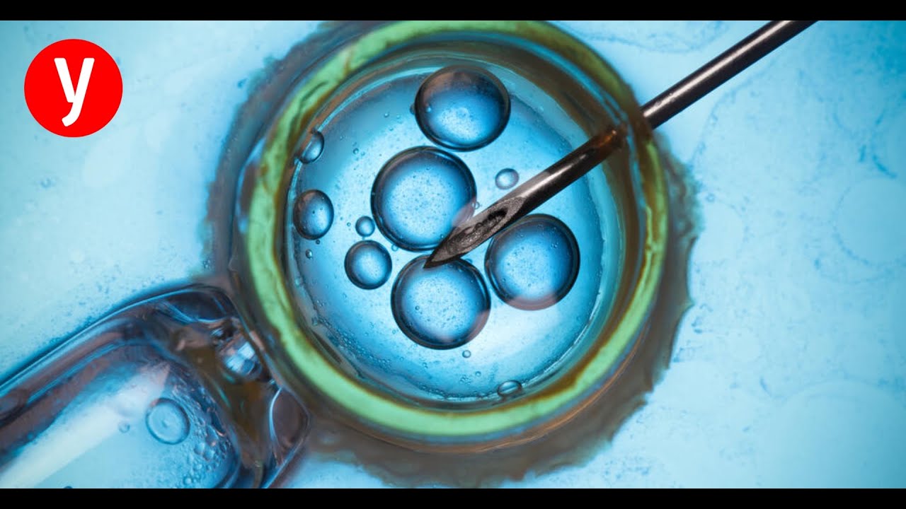 משגיחי הכשרות של טיפולי הפוריות