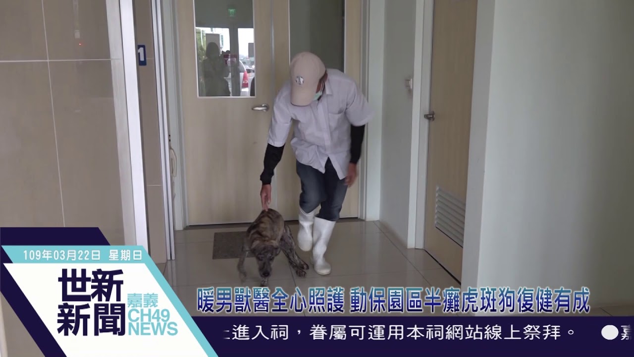 世新新聞  暖男獸醫全心照護 動保園區半癱虎斑狗復健有成