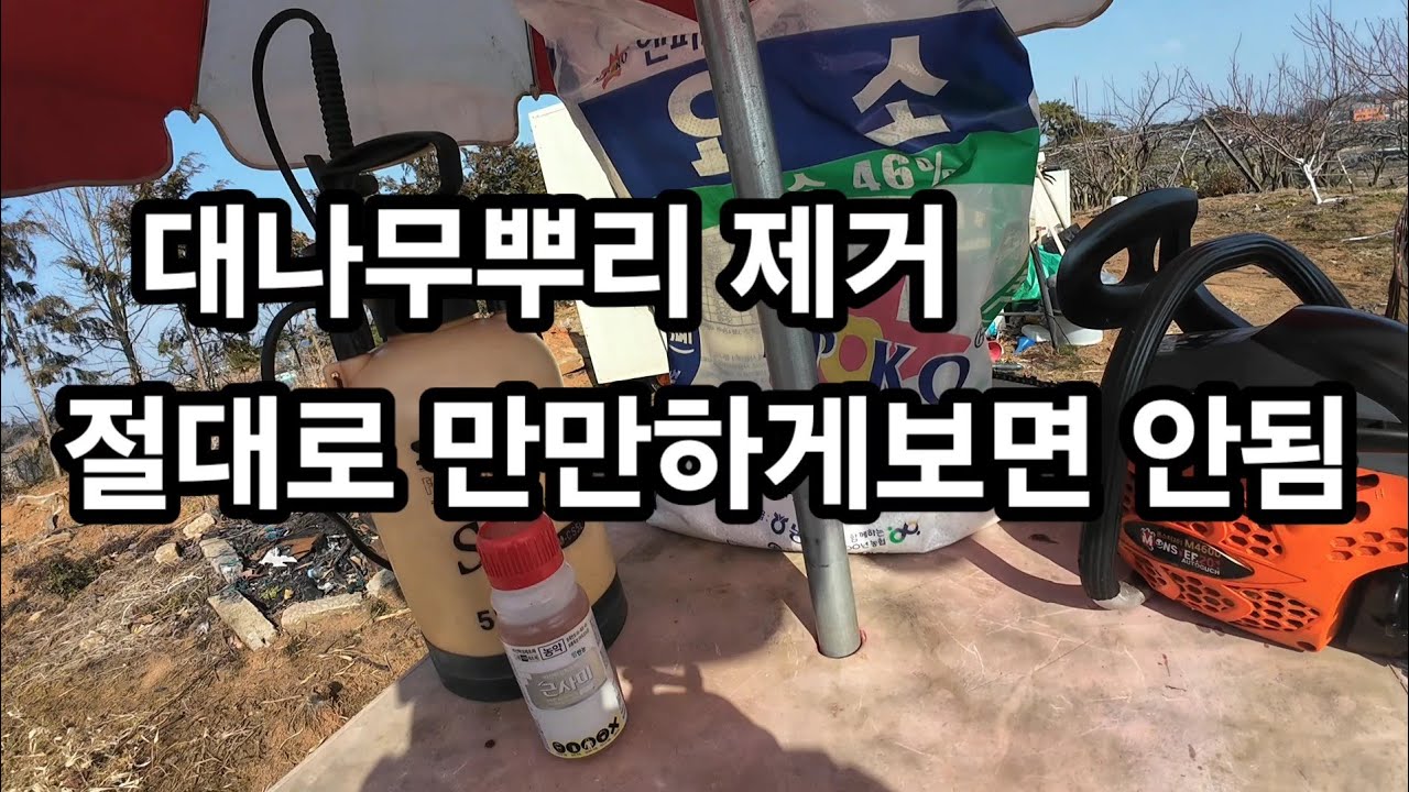 대나무 베어도 소용없다? 진짜방법 공개 뿌리까지 제거 근사미제초제 