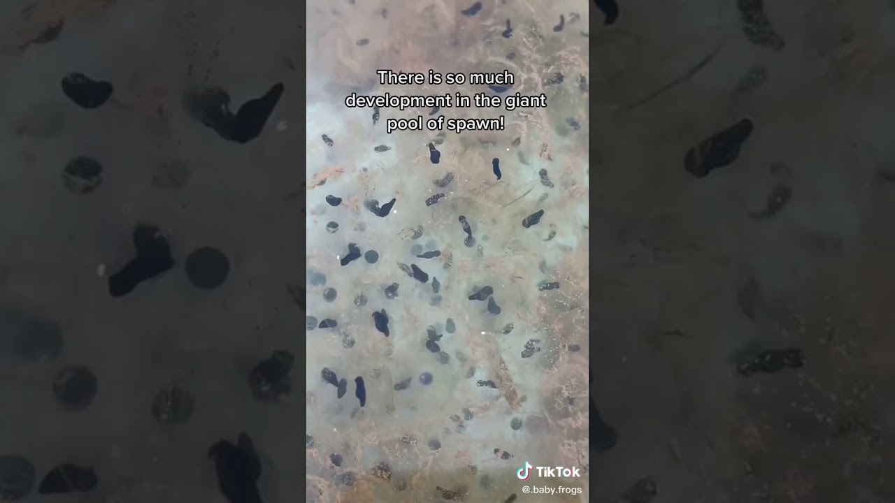 Squishing frog eggs