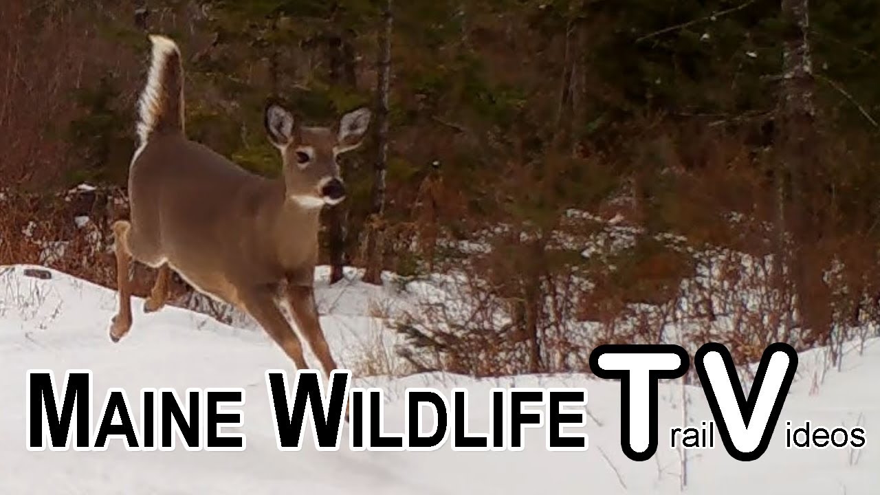 March 2025 - Maine Wildlife Trail Video