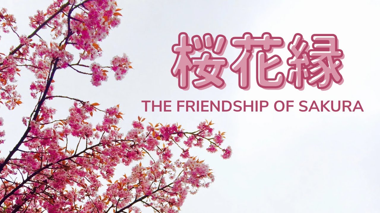 桜花縁 | Friendship of Sakura | 樱花缘 | SGI Songs | 创价学会歌 | #Shinykoh