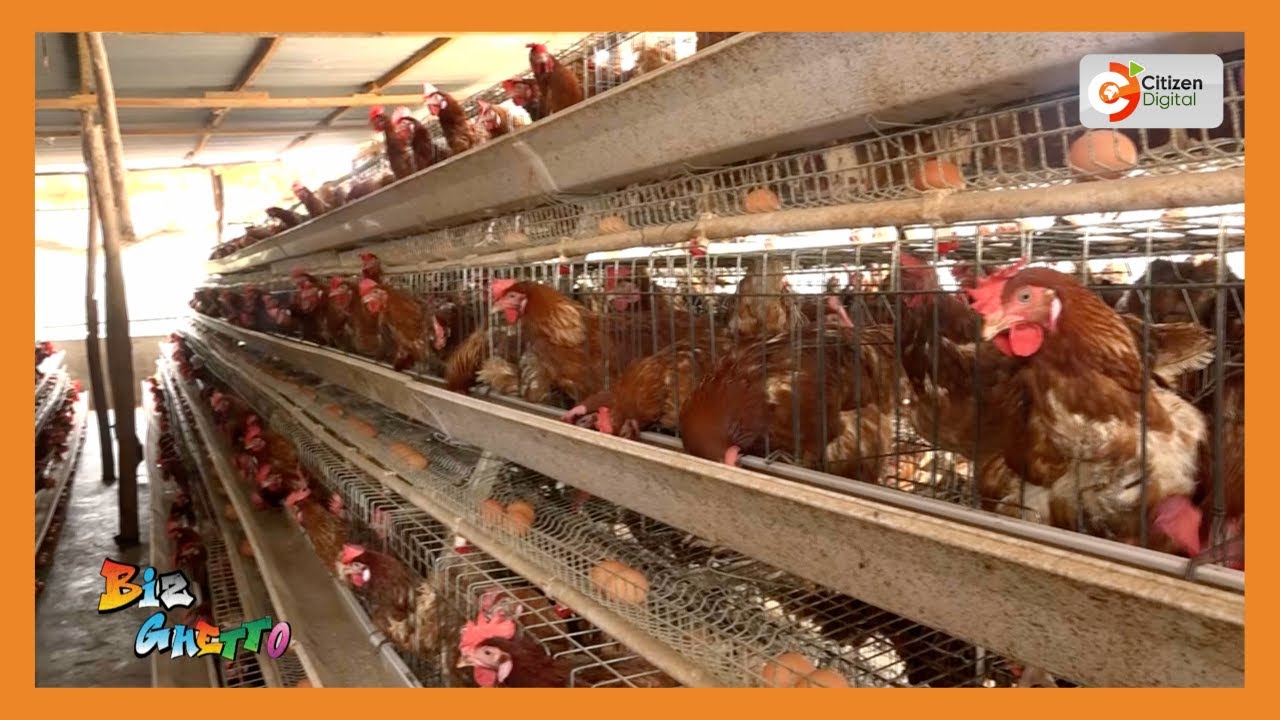 How Anna built a successful poultry empire in Makueni's Kambi Mawe | BizGhetto