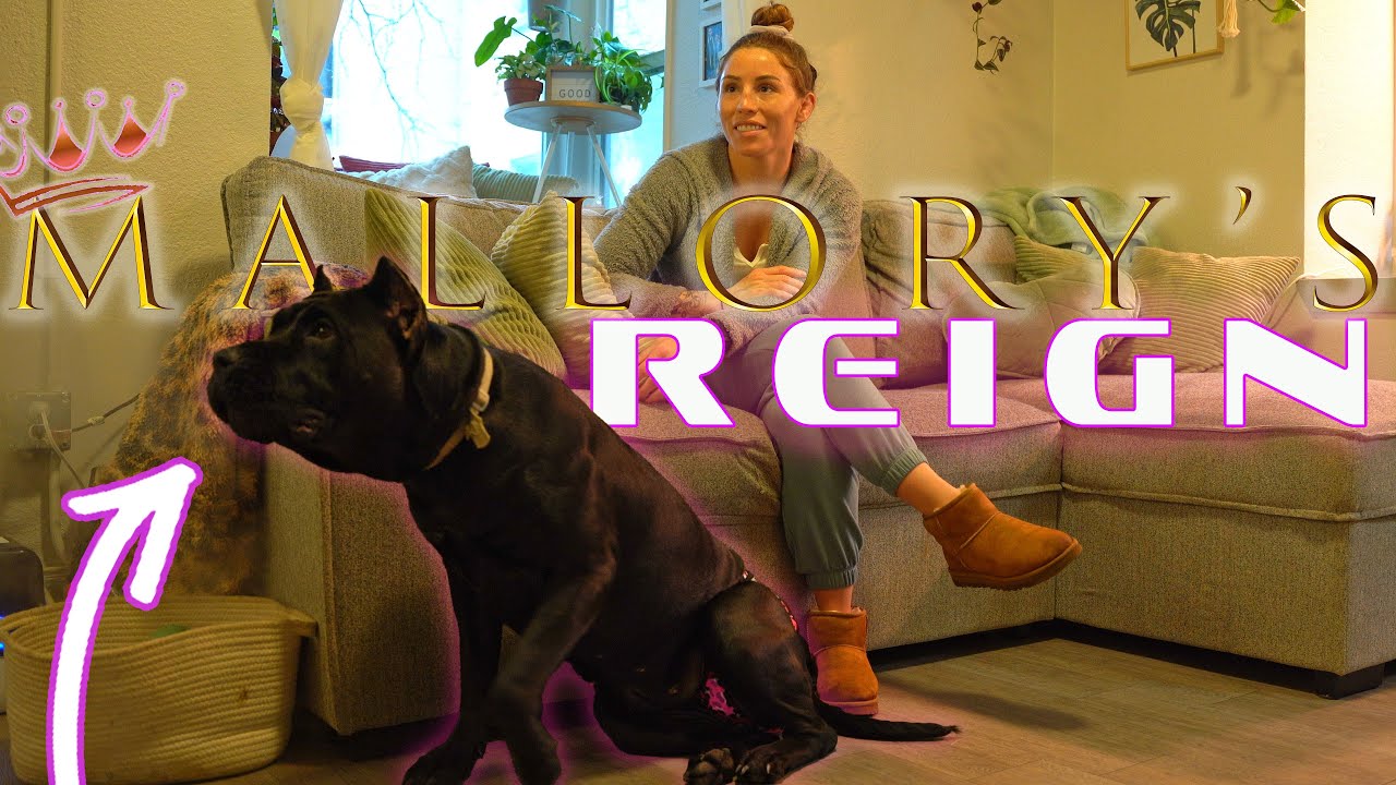 Mallory Martin's Presa Canario 