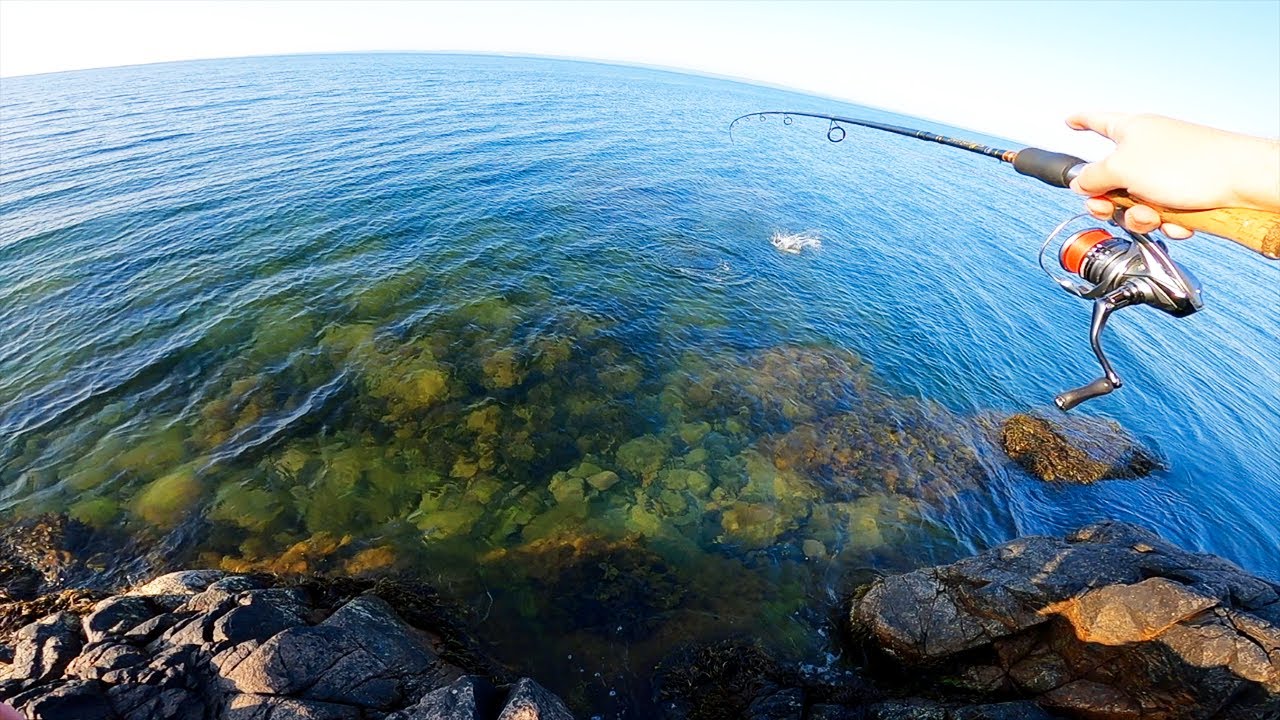KUSTFISKE från LAND - Havsöring, Makrill & Sommar - Fiska med Kalle #2