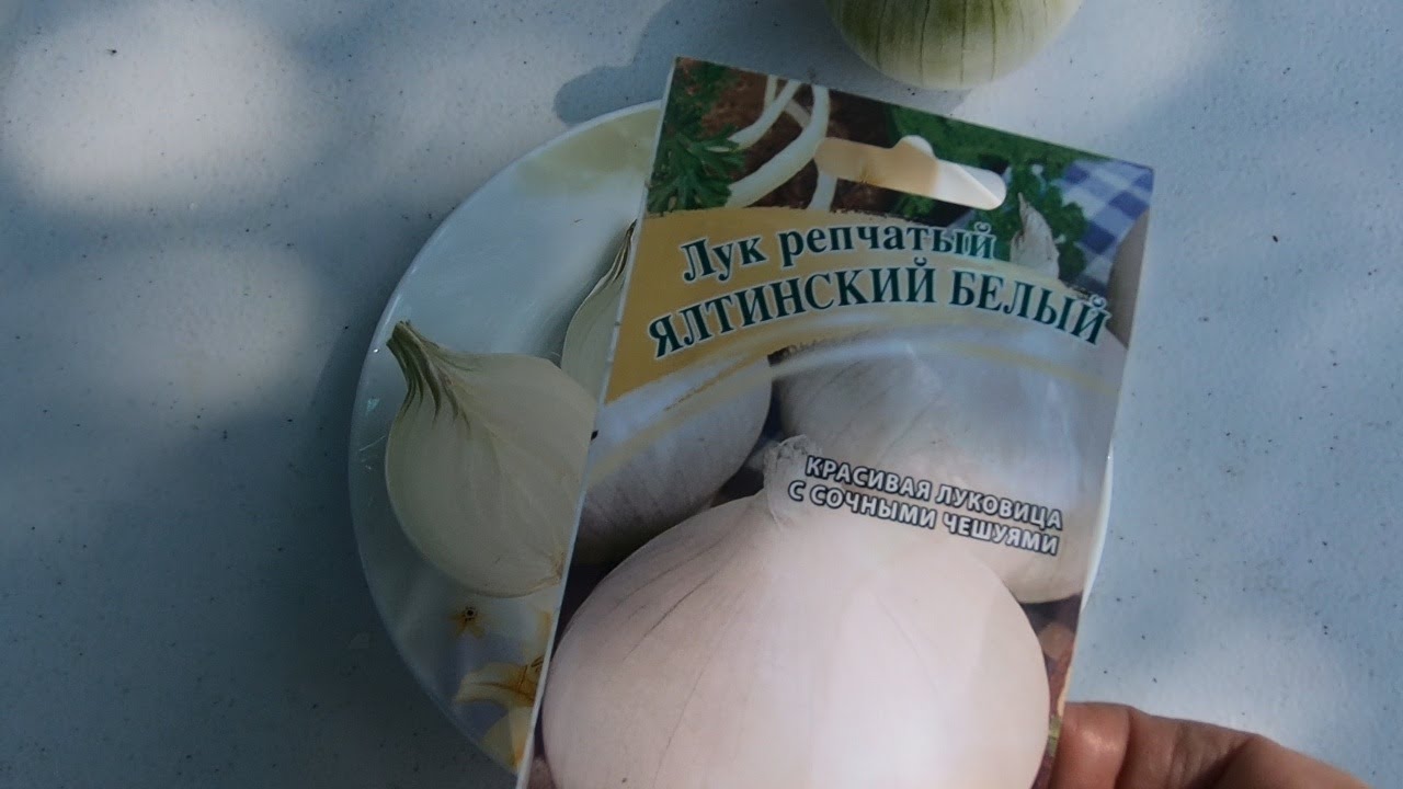 Белый Ялтинский лук. Такой бывает? Обман? Все от посева семян до уборки и дегустации в одном видео.