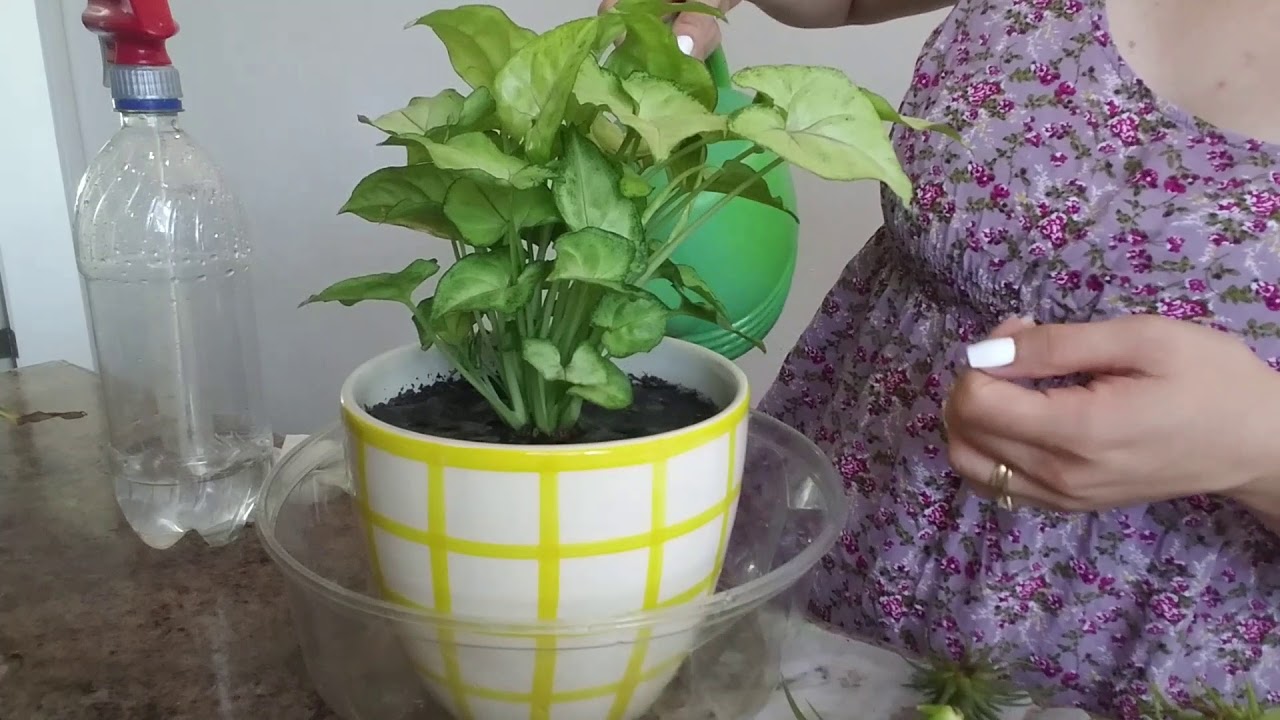 Mi rutina de riego para plantas de interior.