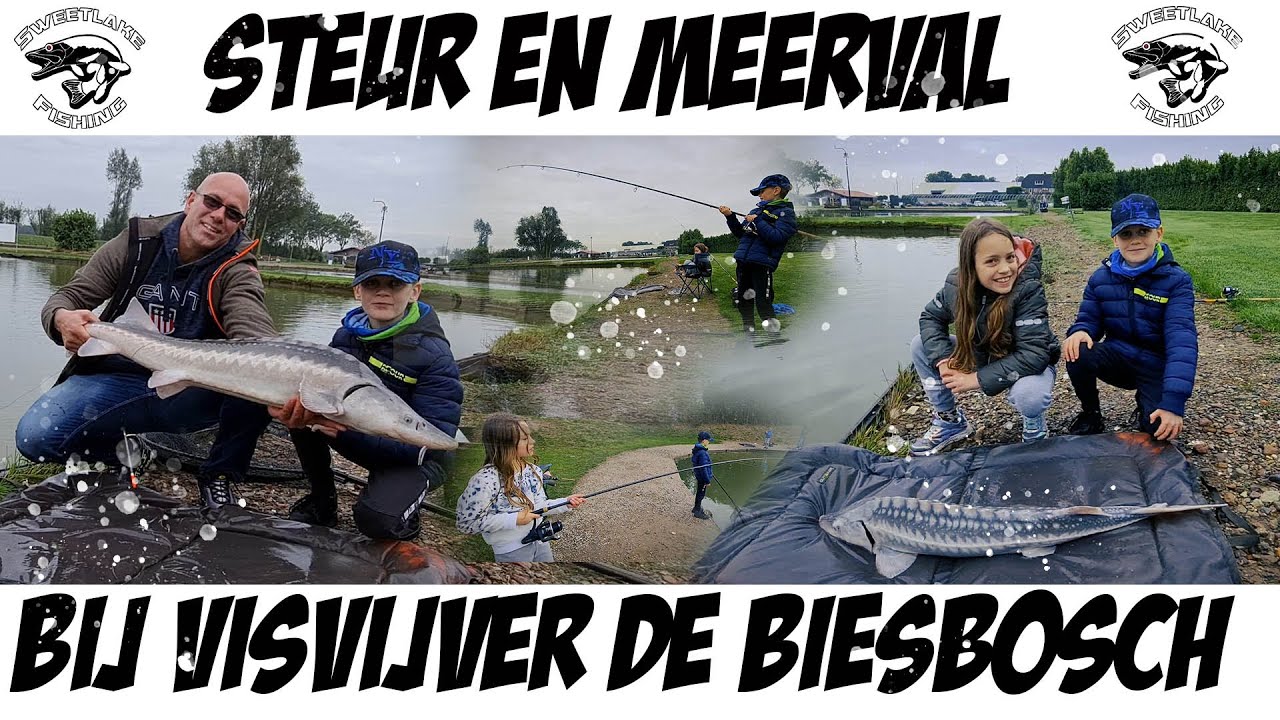 OP STEUR & MEERVAL VISSEN BIJ VISVIJVER DE BIESBOSCH