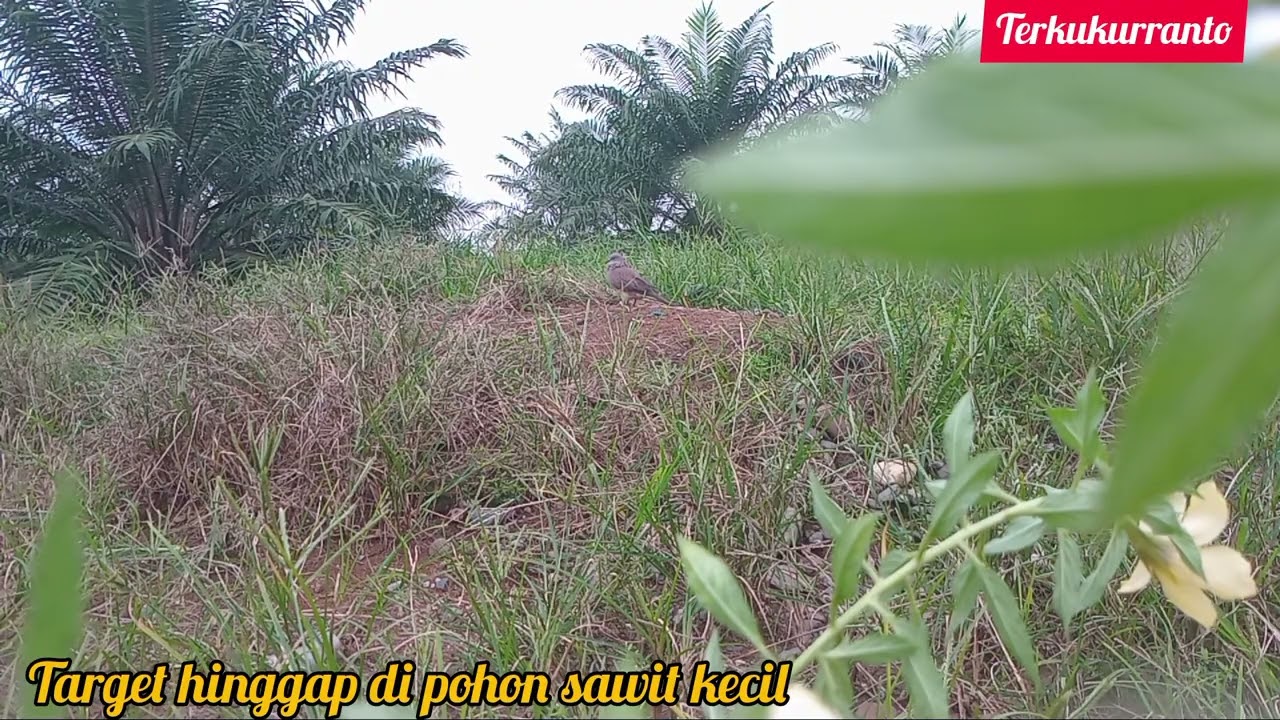Target 1 tahun lalu berhasil kita bungkus....!! Tetapi kamer vidio terhenti...!!!