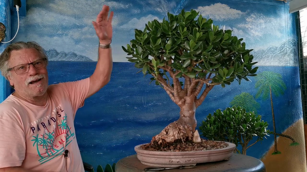 Jardín de bonsai de Antonio Ruiz. Poda drástica de dos crasulas o árbol 🌳 de jade.