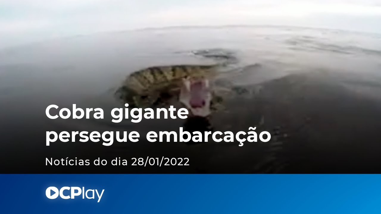 Cobra gigante persegue embarcação