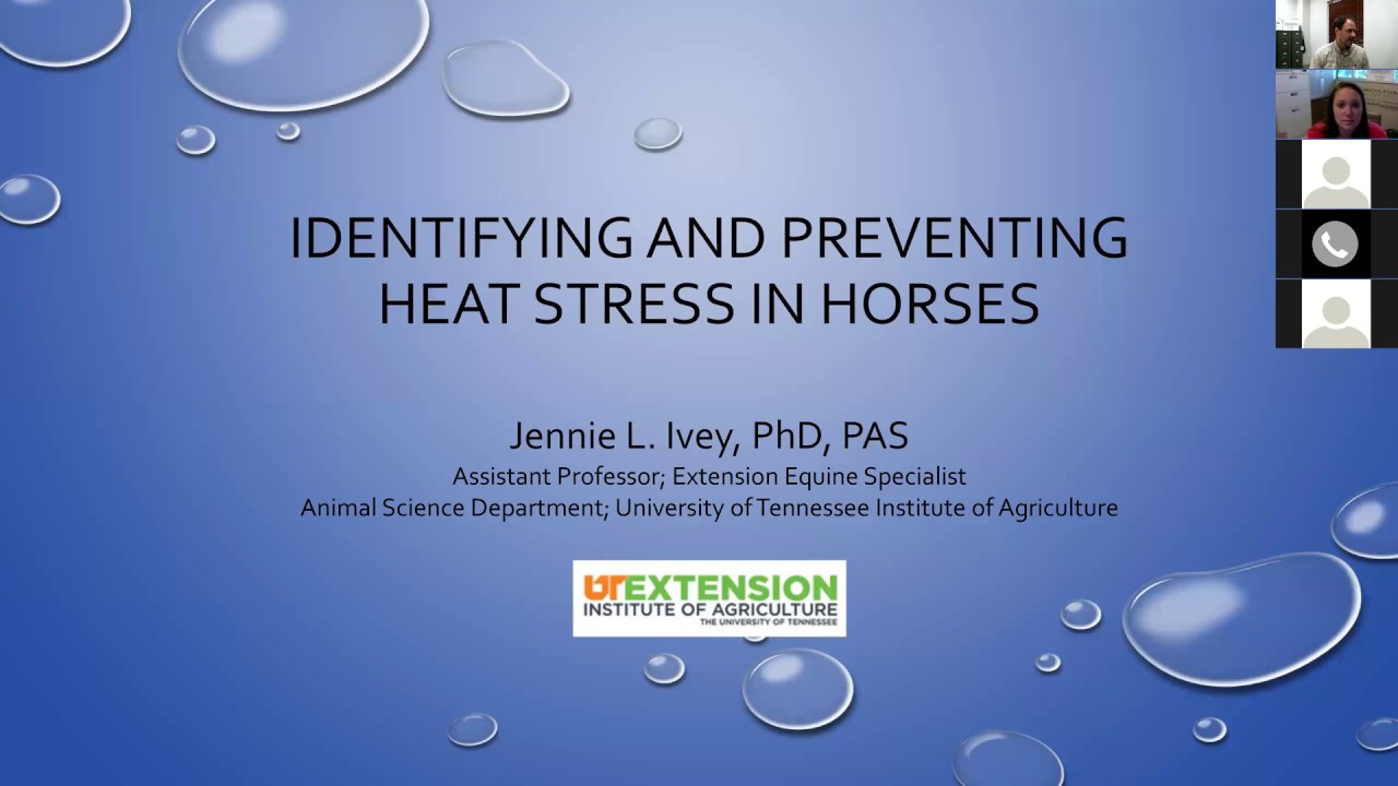 Managing Heat Stress in Horses