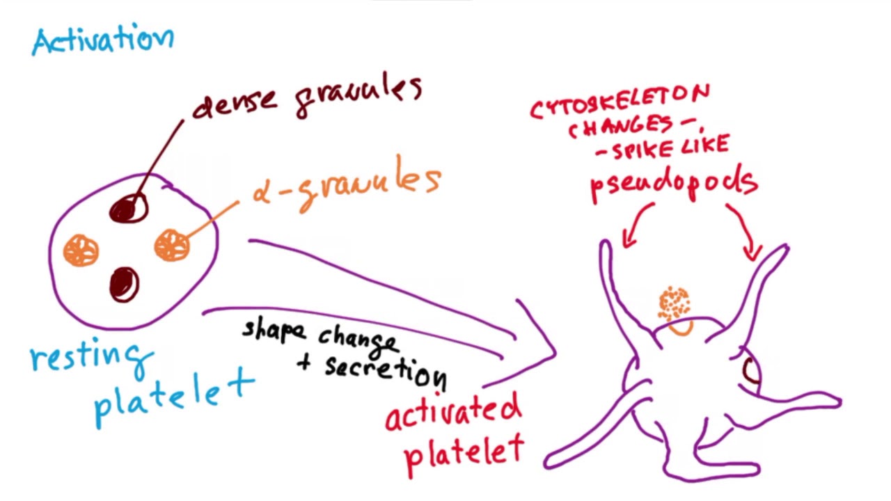 Platelet Story by Coiled in ENGLISH (platelets, adhesion, agregation, activation, vWf, thrombin)
