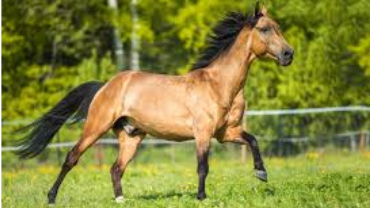 Top Rarest Horse Breeds
