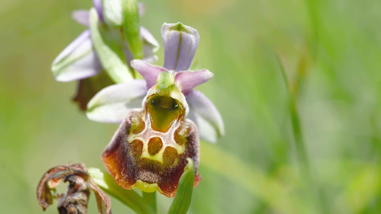 Wild orchids in Kent (UK)