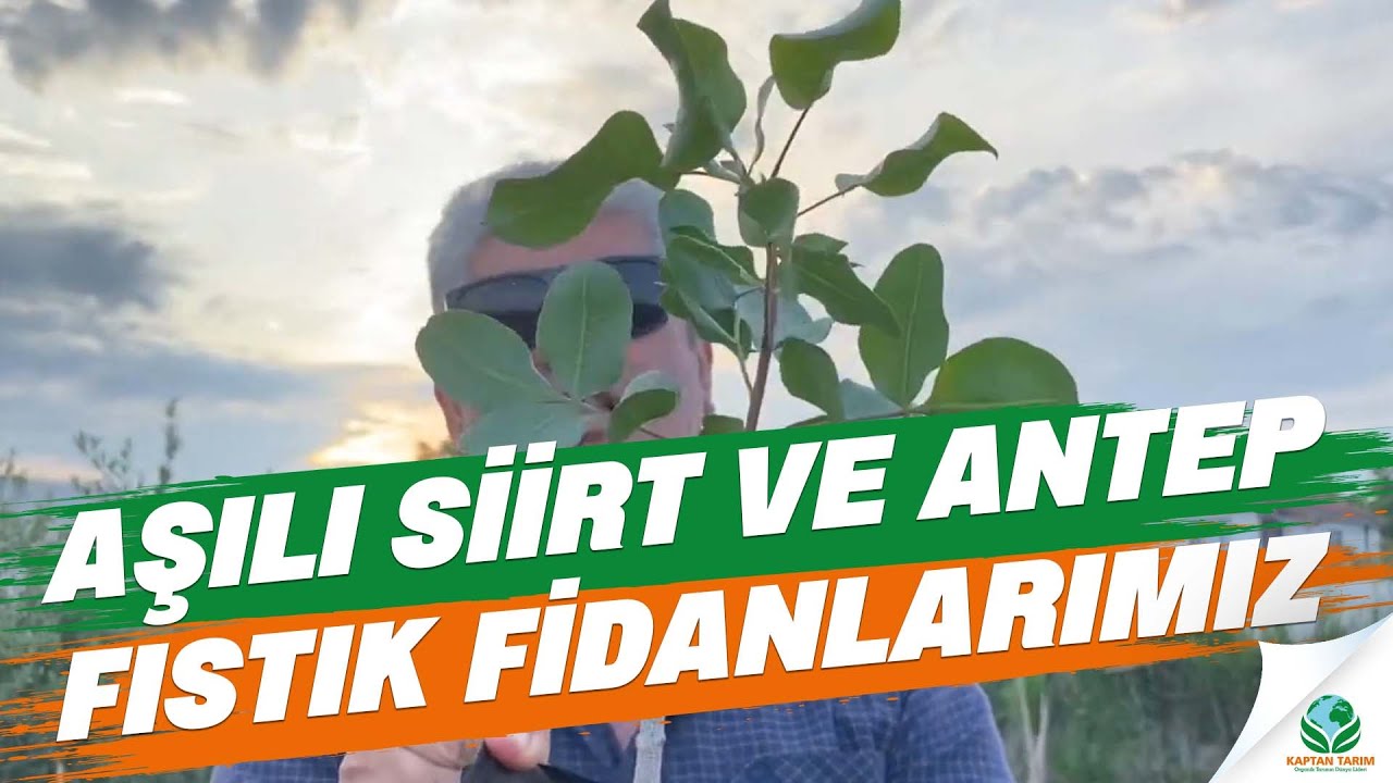 Aşılı Siirt ve Antep Fıstık Fidanlarımız