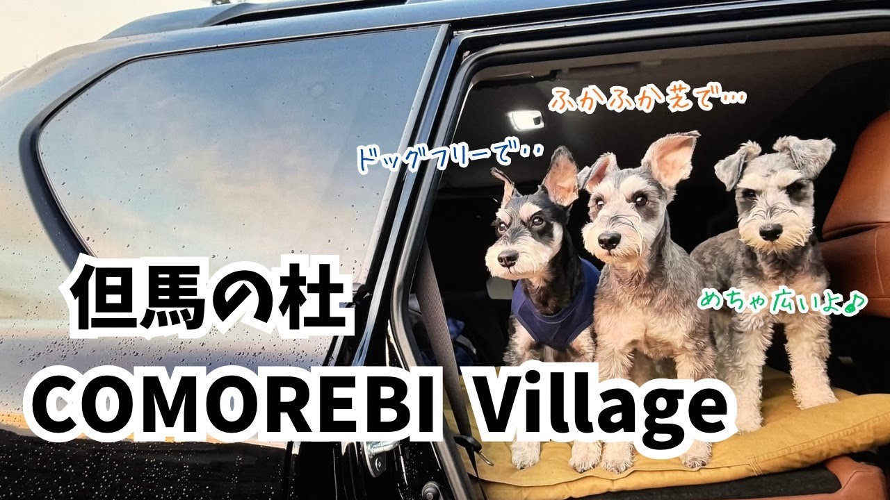 【愛犬とお出かけ】ドッグフリーでふかふかな芝・・・そんでめちゃ広い！RVパーク但馬の杜COMOREBI  Villageがとっても最高でした！！