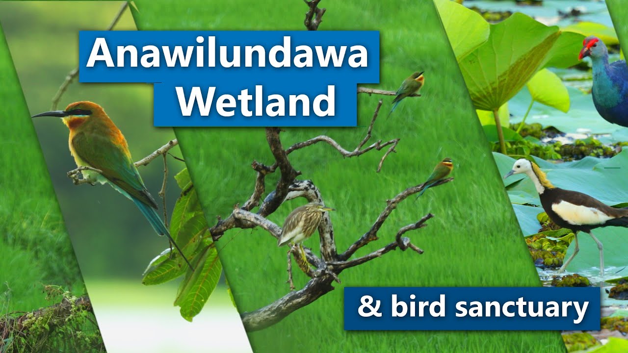 Anawilundawa Wetland | Bird Sanctuary | Sri Lanka