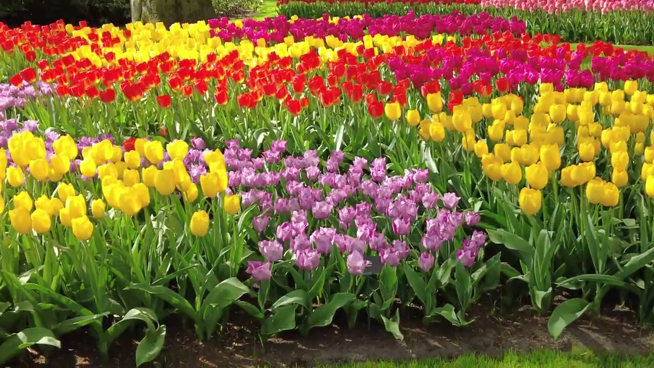 Keukenhof Royal Garden