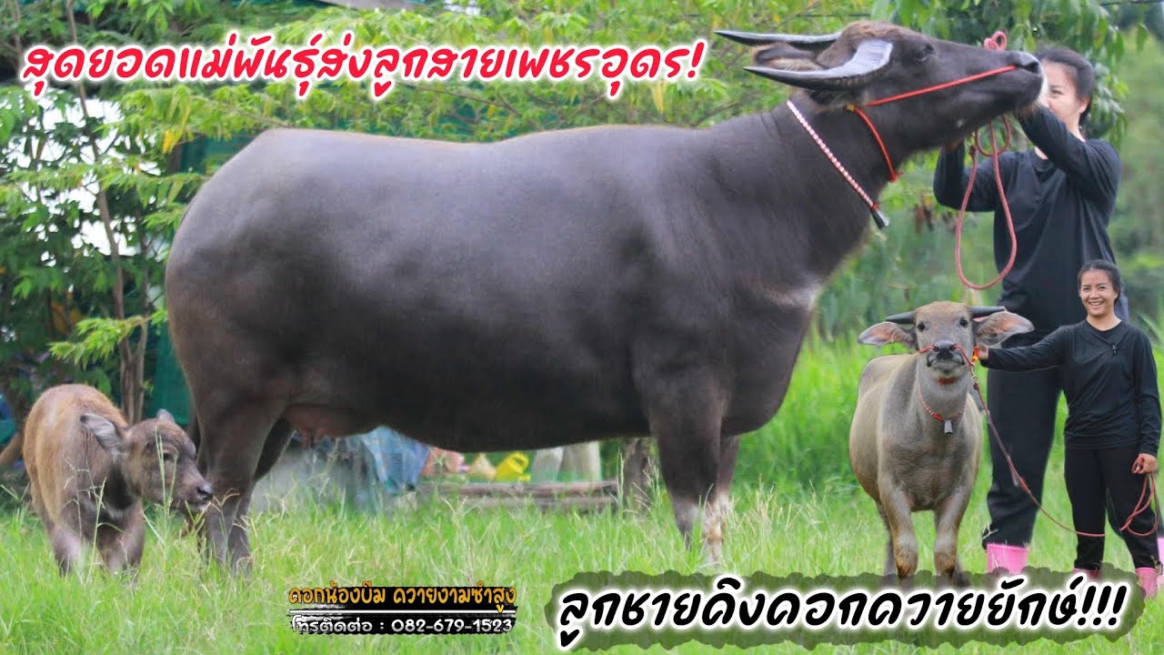 (04/10/68)แบ่งปันควายงามแม่สายเพชรอุดร+พันธุกรรมควายยักษ์!! คอกน้องบีม ☎️082-679-1523