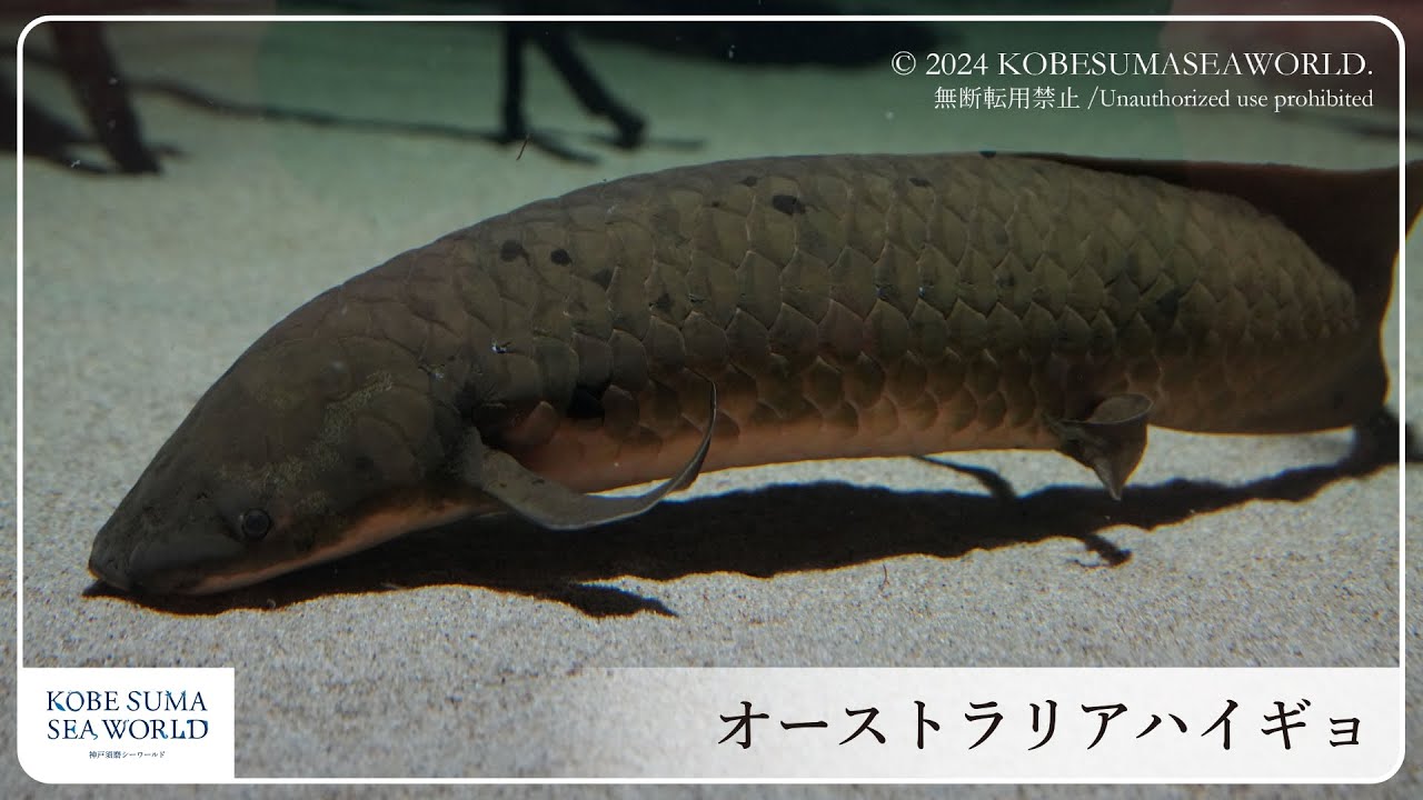 【神戸須磨シーワールド】オーストラリアハイギョ