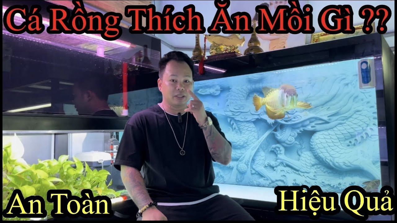 Cá Rồng Thích ăn Loại Mồi Nào ?? | 1 Loại Mồi Rất An Toàn Và Hiệu quả , Dán Dubia