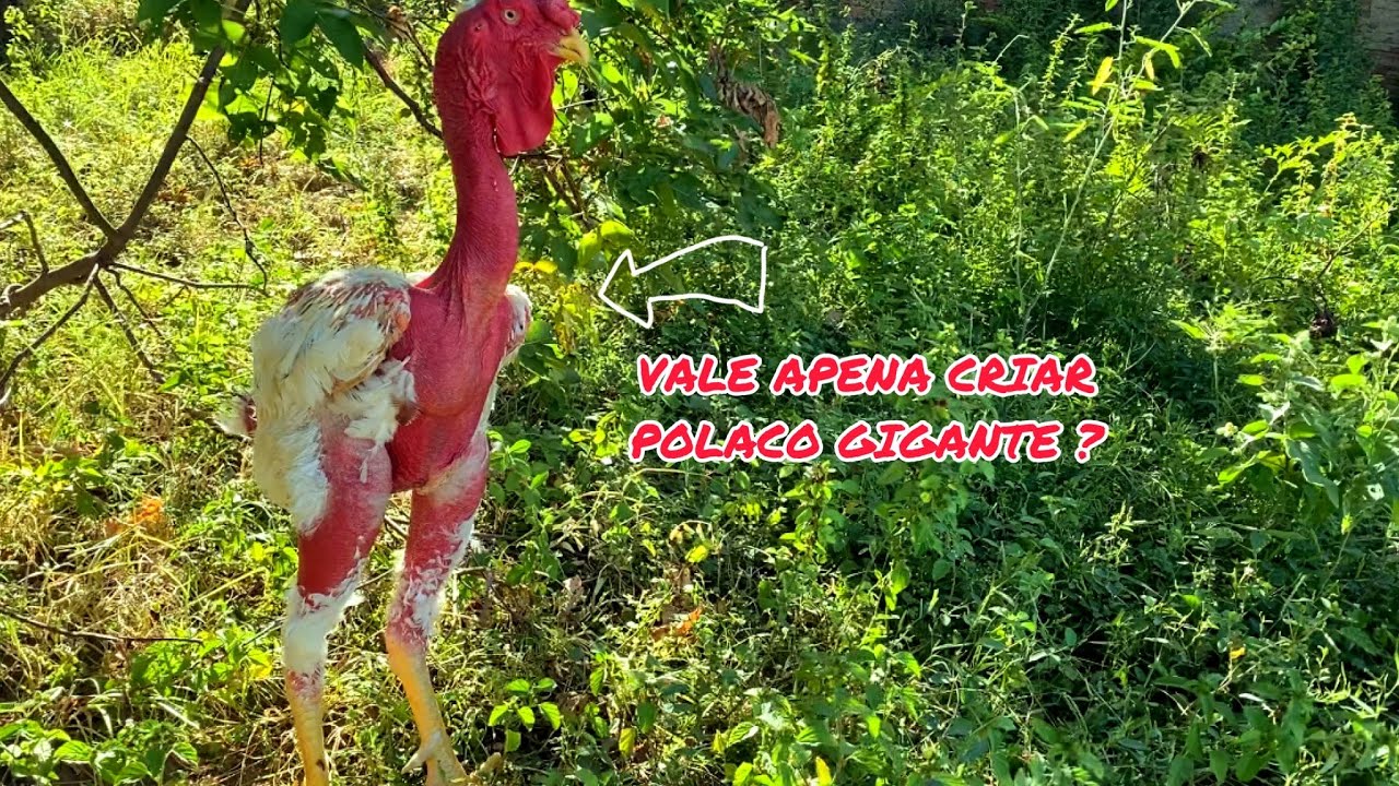 MOTIVOS PARA VOCÊ CRIAR POLACO GIGANTE