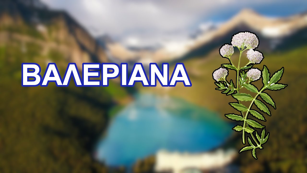 Βαλεριάνα - Το βότανο της ηρεμίας