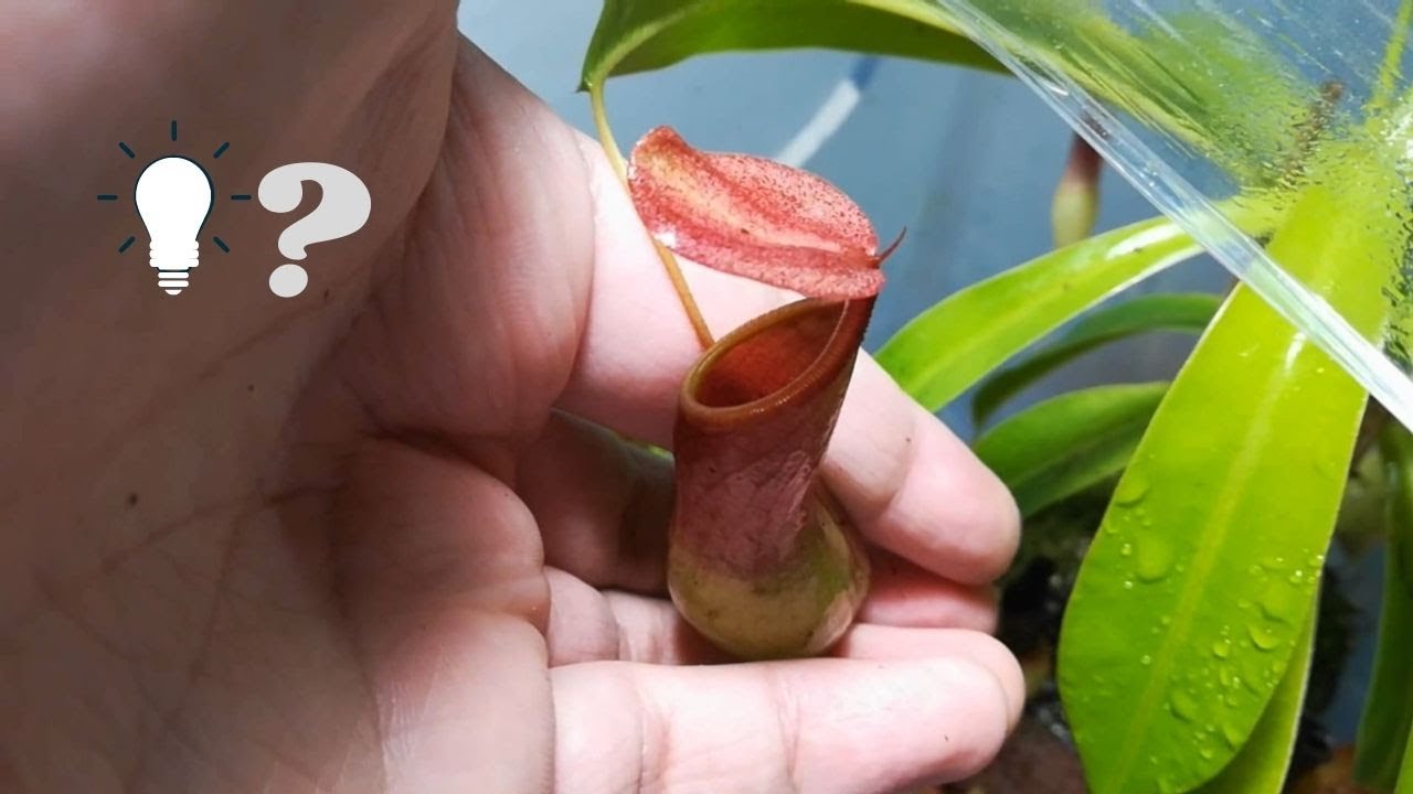 Que tipo de focos(lamparas) utilizar para plantas en terrarios(cultivos indoor) - Iluminación