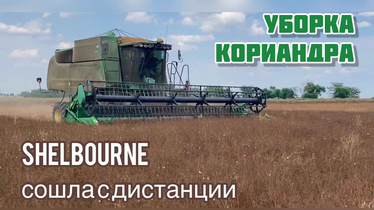 Уборка кориандра разными жатками