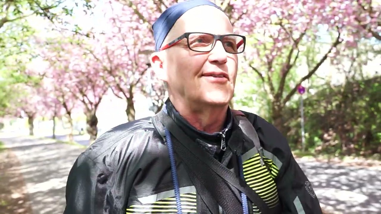 Kirschblütenallee in Niederkassel-Lülsdorf