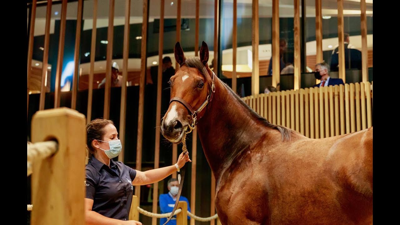 Arqana August Yearling Sale 2021 Day One Review