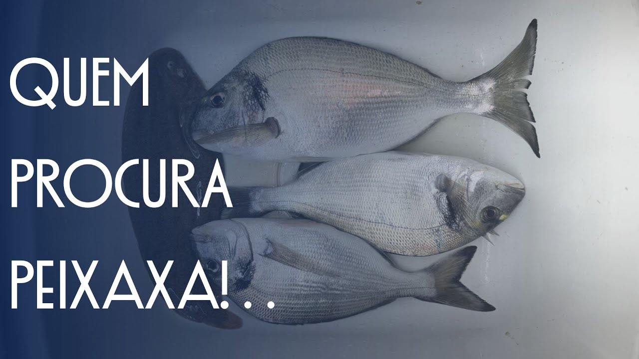 Quem Procura Peixaxa!.. Douradas !