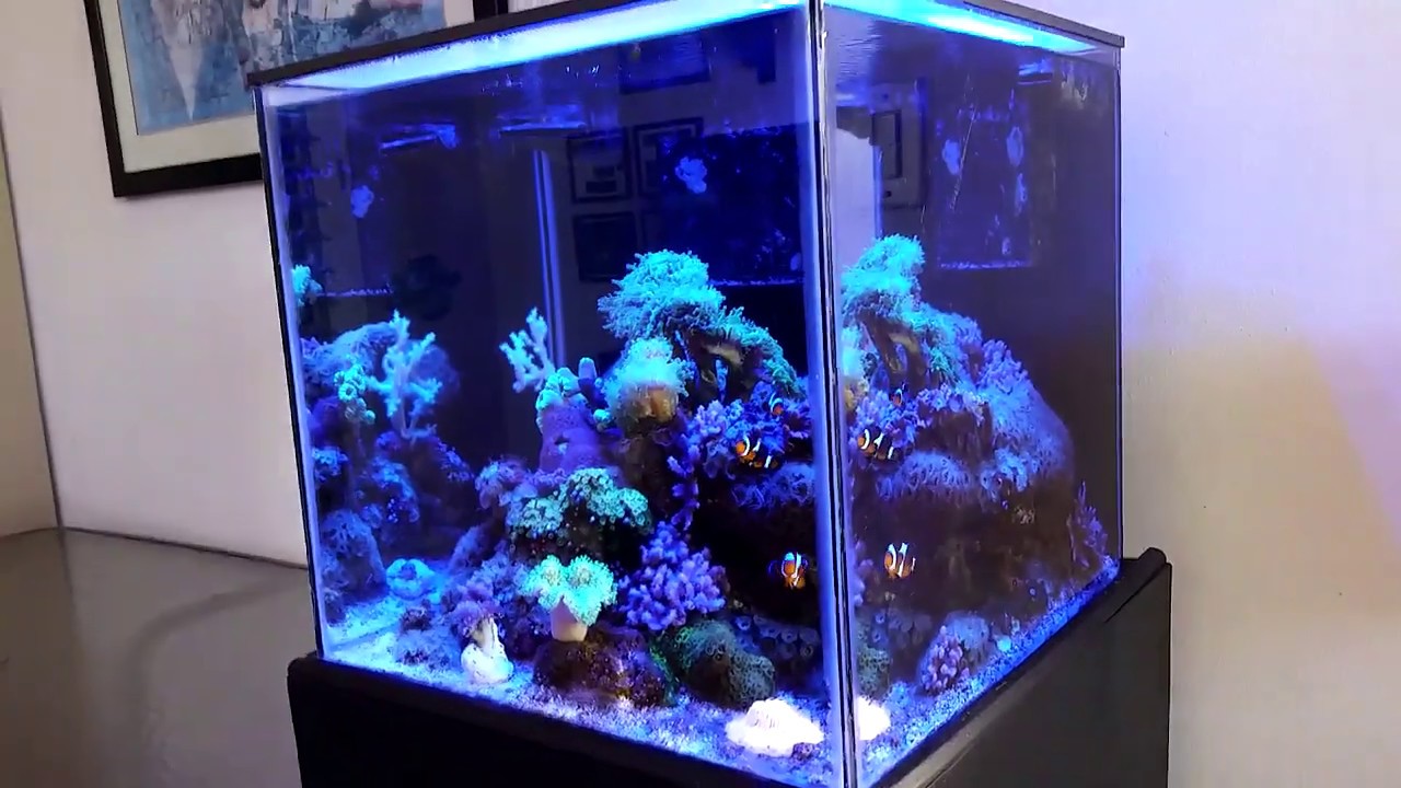 Luisgo's 30 Gallon Cube Reef aquarium