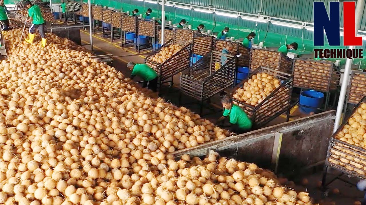How Millions Of High-Quality Coconut Products Are Made - Inside Mass Coconut Cream And Flour Factory