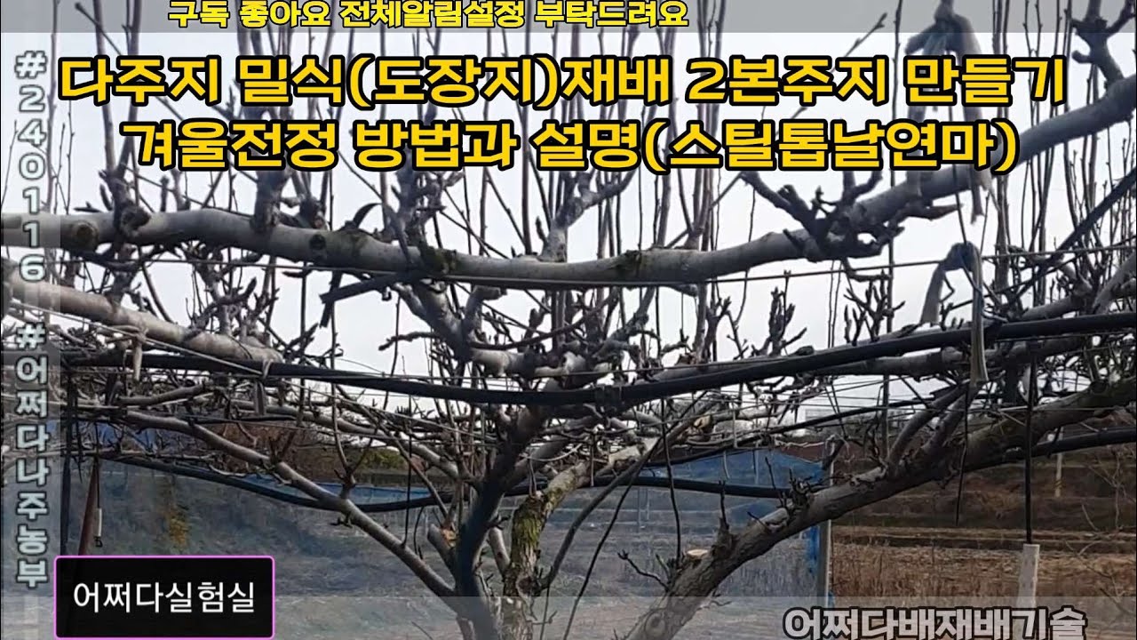 (원본)어쩌다배나무만들기 - 밀식재배 2본주지 만들기 겨울전정 방법과 설명(스틸톱날연마) p240116