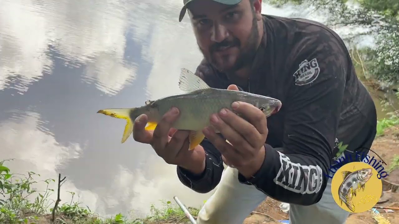 Pescaria Rio Tibagi-PR, Piaparas, Campineiros, Ferreiros e Piau 3 Pintas!!!!