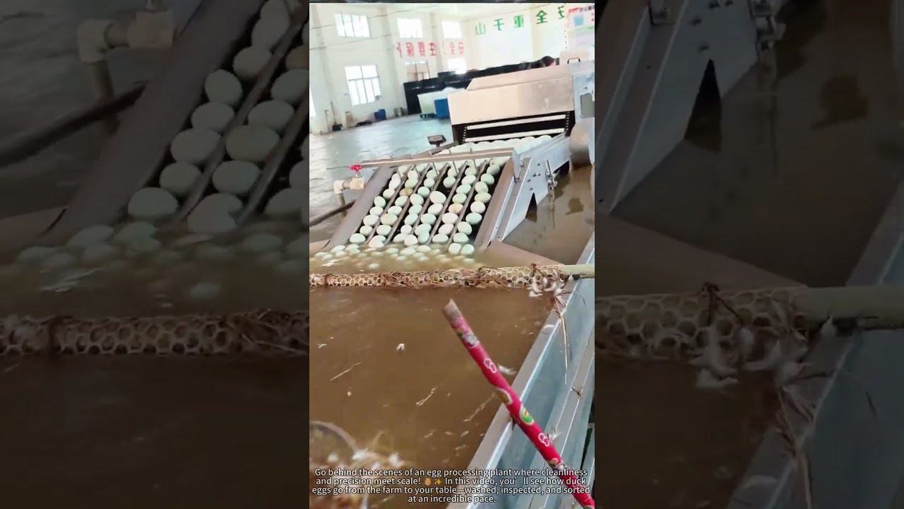 How 100,000 Duck Eggs Are Cleaned EVERY DAY at This Farm 🥚💦