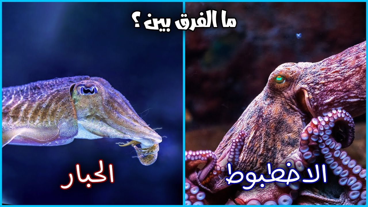 ما الفرق بين الأخطبوط و الحبار؟
